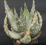 Aloe marlothi