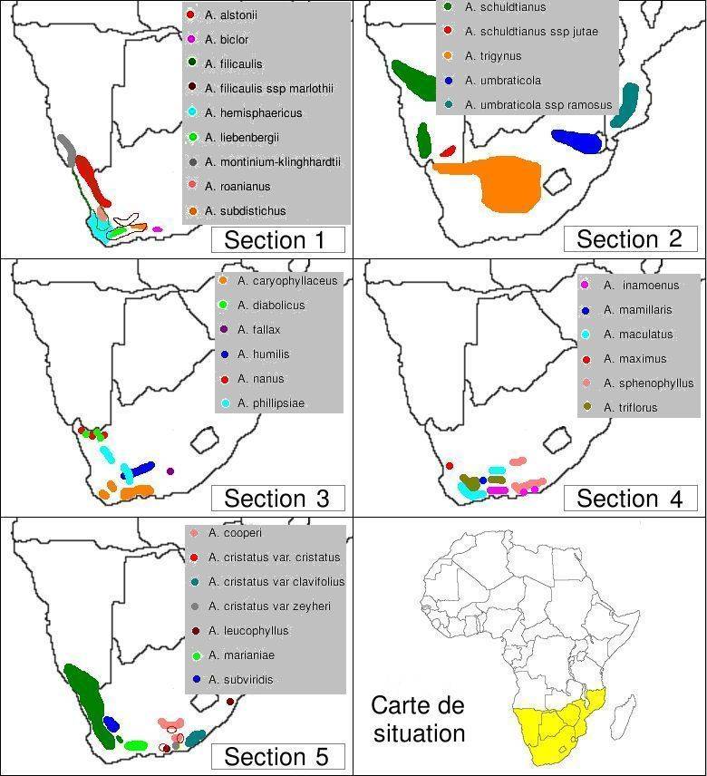 Carte d'Afrique de répartion du genre Adromischus