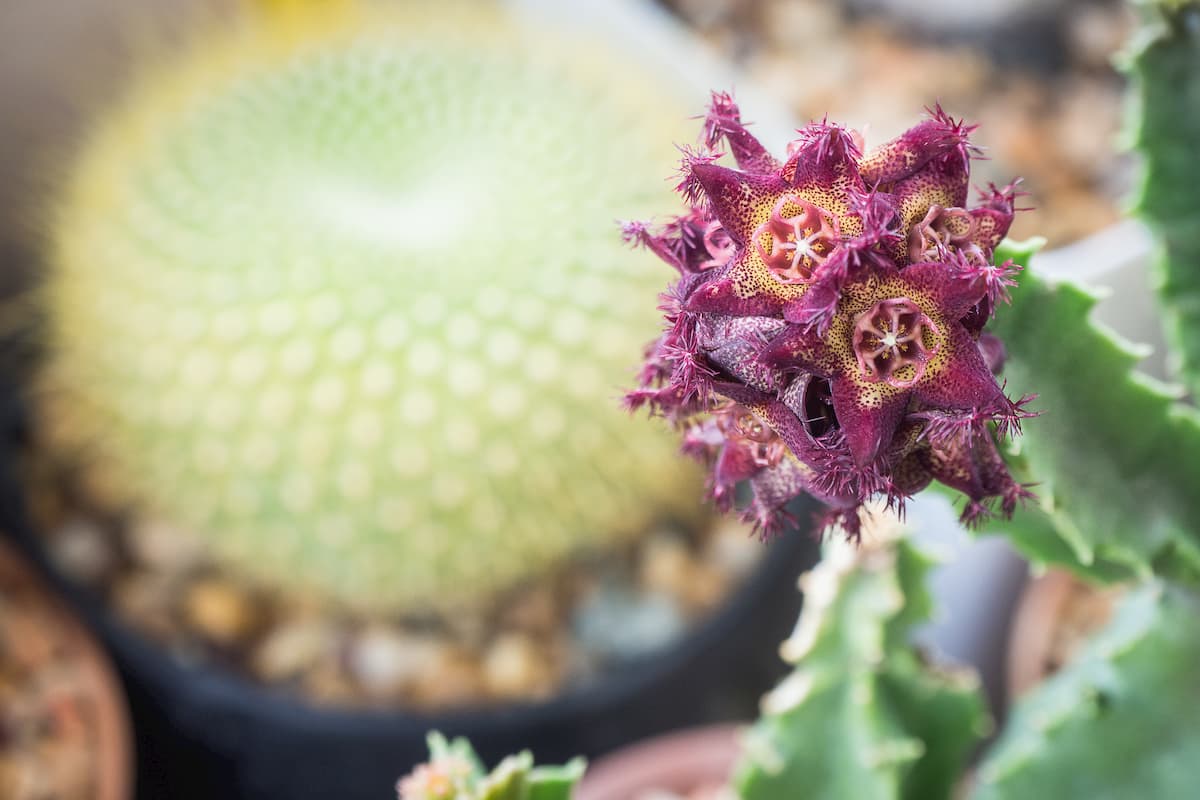 Tout ce que vous devez savoir sur le Caralluma Fimbriata