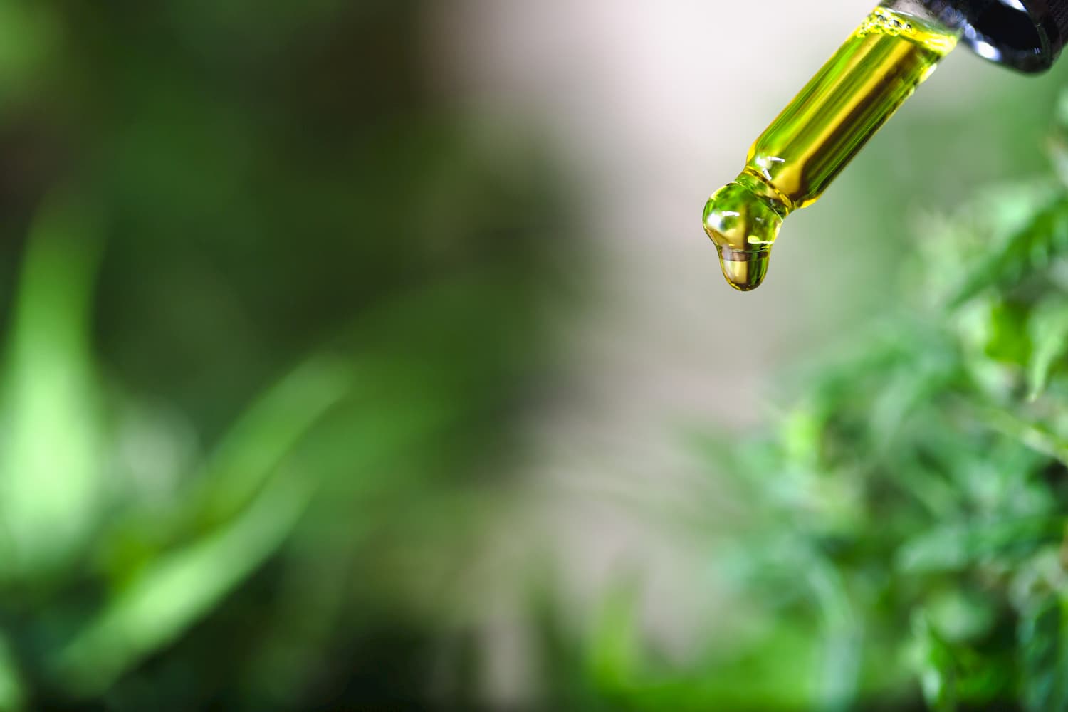 Fabriquer son huile CBD : guide complet pour obtenir votre propre huile cannabidiol