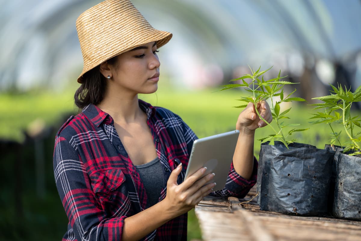 5 étapes faciles pour une culture légale de cannabis
