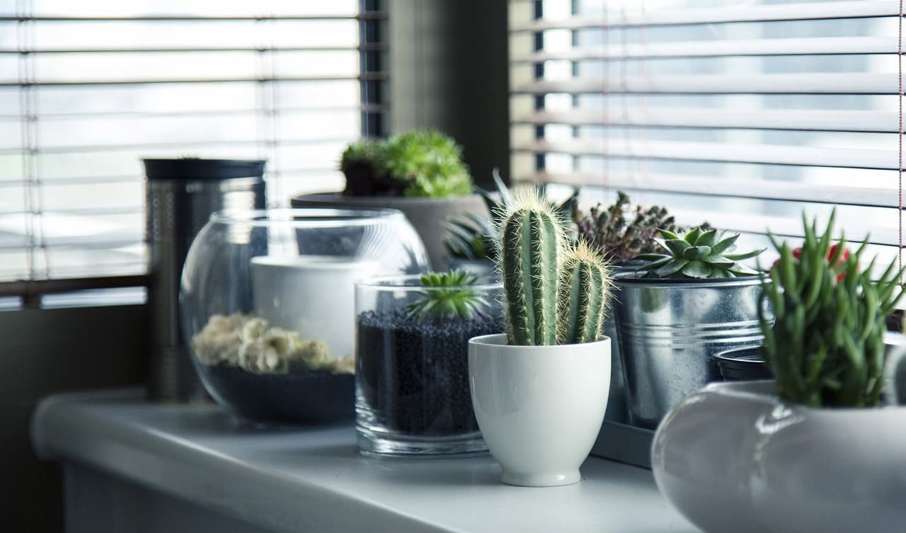 La culture des cactus comme activité éco-responsable et créative