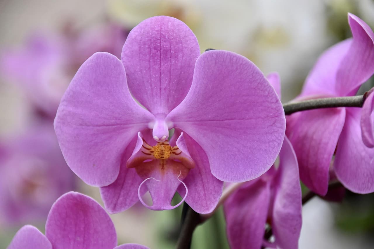 Comment nettoyer correctement les feuilles d’orchidées