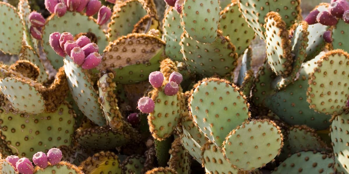 Les 10 meilleurs engrais pour les cactus
