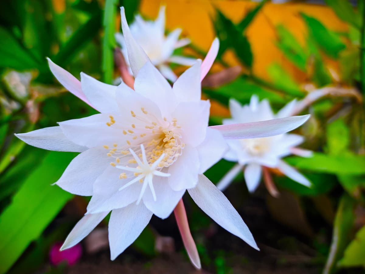 Epiphyllum : cactus orchidée fleurs éphémères, facile à entretenir