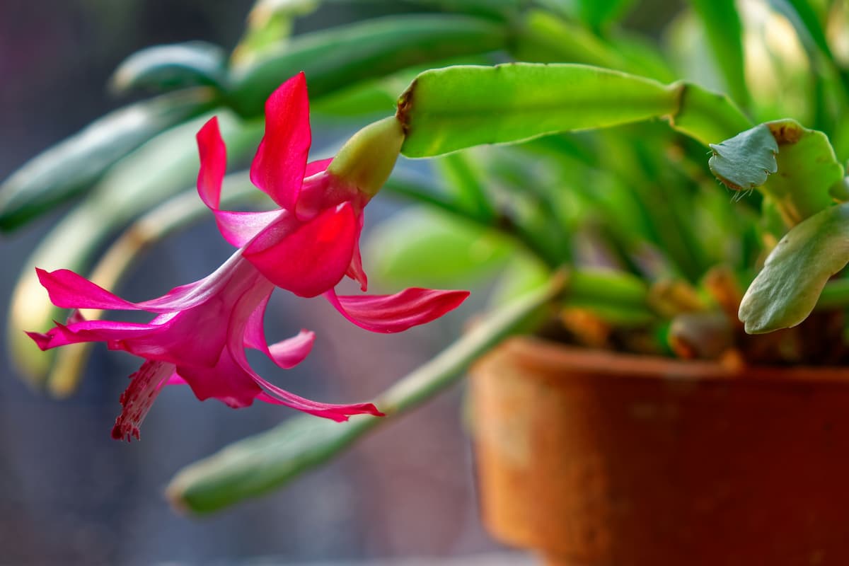 Cactus de Noël : secrets pour une floraison éclatante