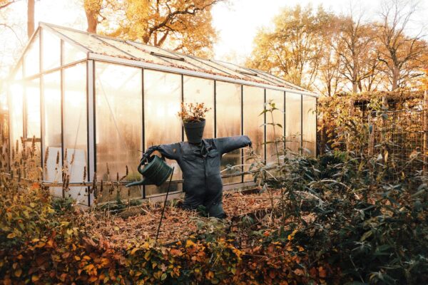 Cultiver des légumes sous serre : ce que j’ai appris en me lançant