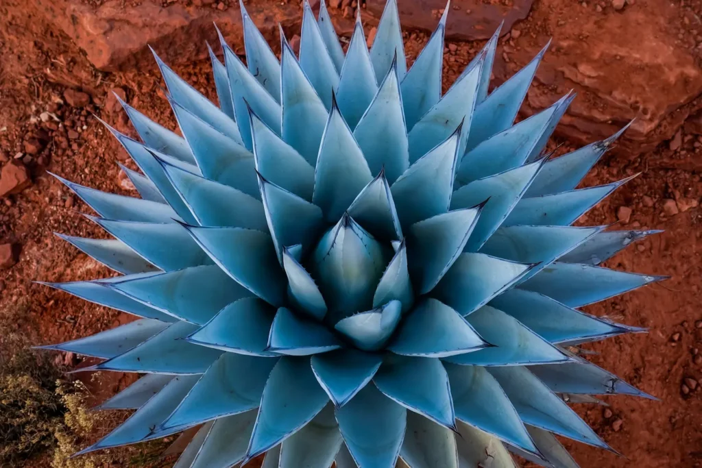 Agave