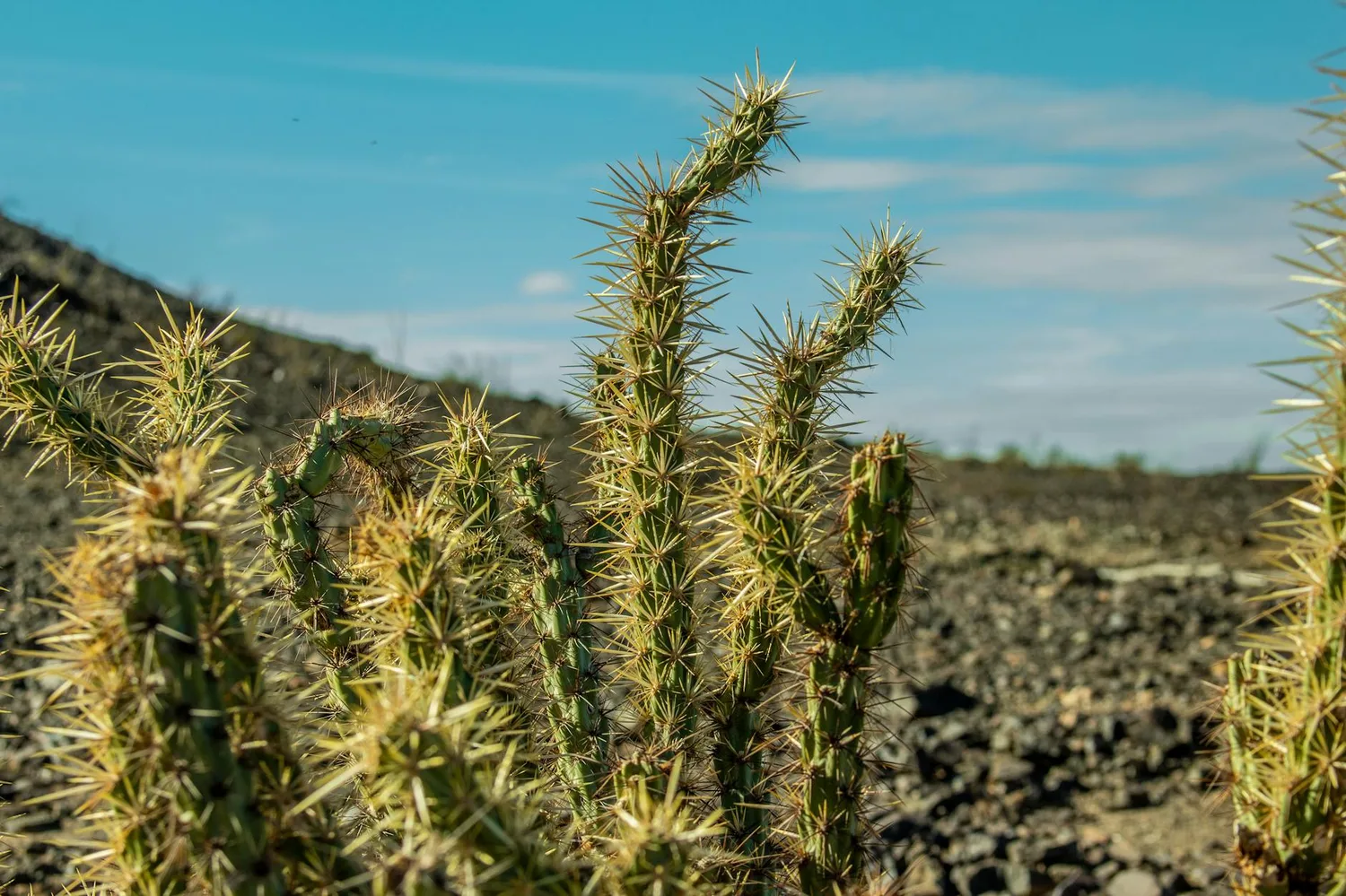 Cactus à Bascharage : bien choisir et entretenir sa plante