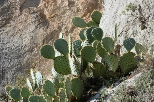 Cactus raquette : tout ce qu’il faut savoir pour le cultiver chez soi