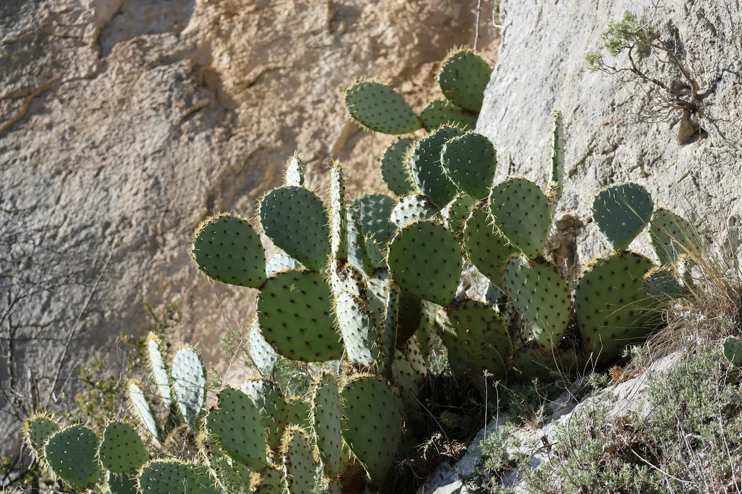 Cactus raquette : tout ce qu’il faut savoir pour le cultiver chez soi