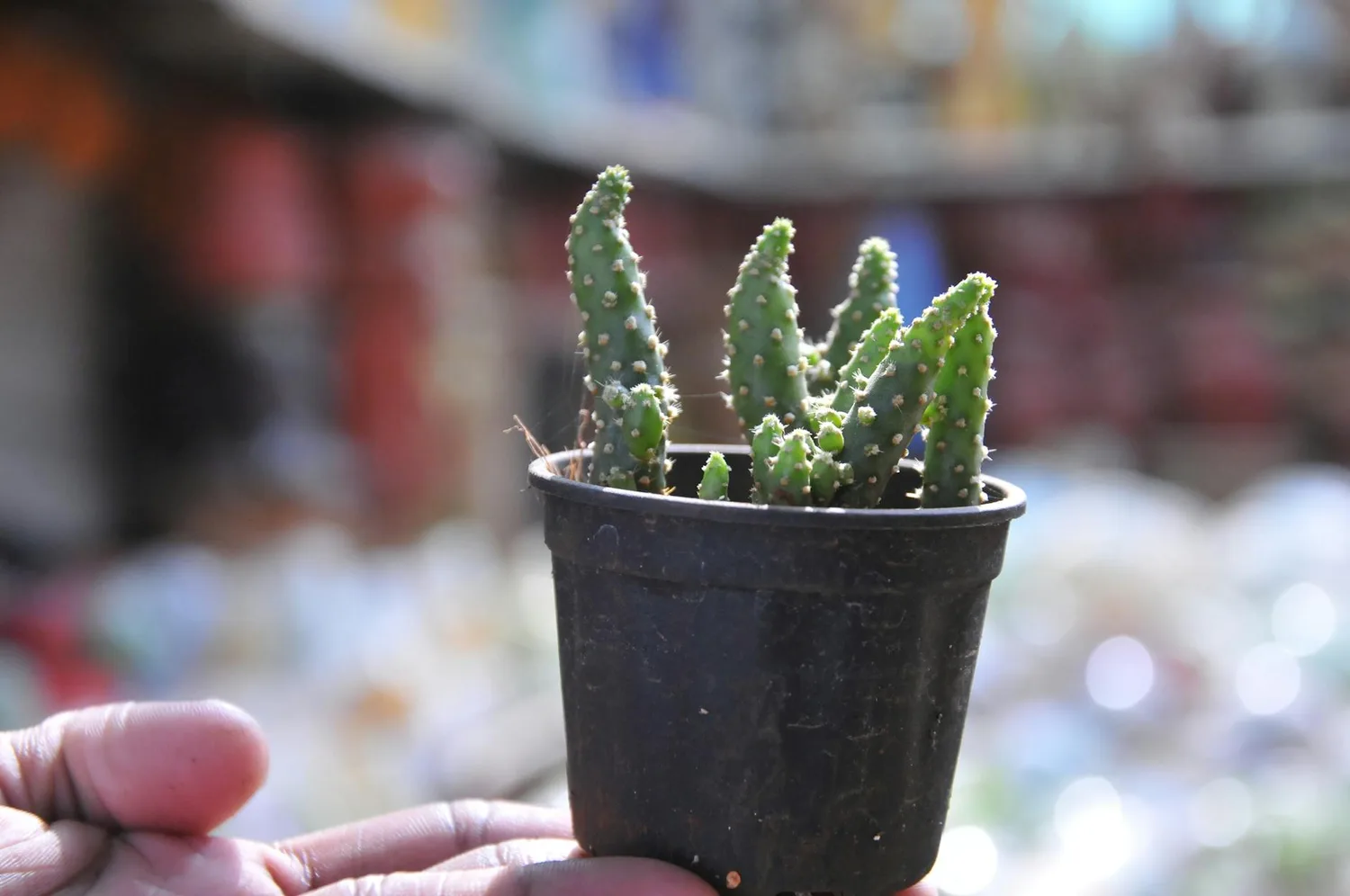 Cactus miniature : 8 espèces parfaites et leurs secrets de culture