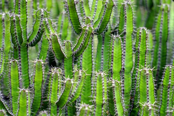 Euphorbiaceae et cactus : tout savoir sur les euphorbes succulentes