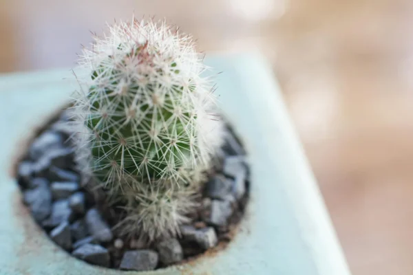 Les meilleurs cactus d’intérieur : espèces et soins