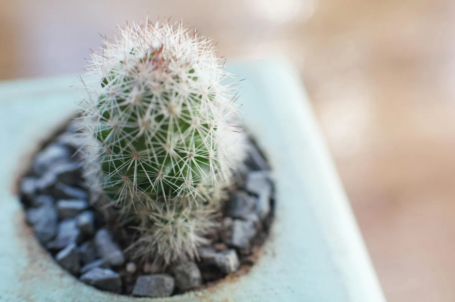 Les meilleurs cactus d’intérieur : espèces et soins