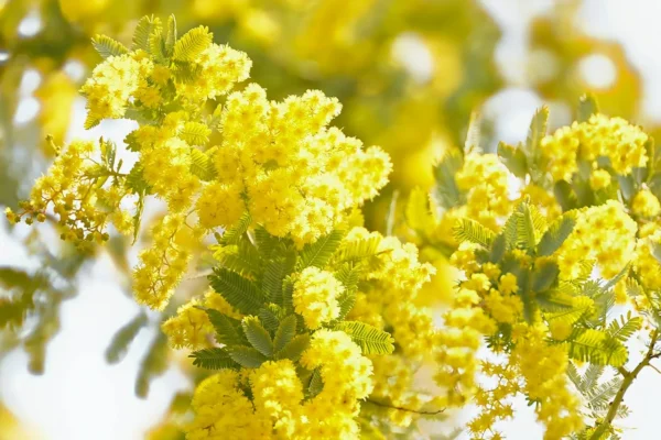 Bouturer le mimosa : 5 étapes pour multiplier votre arbre facilement