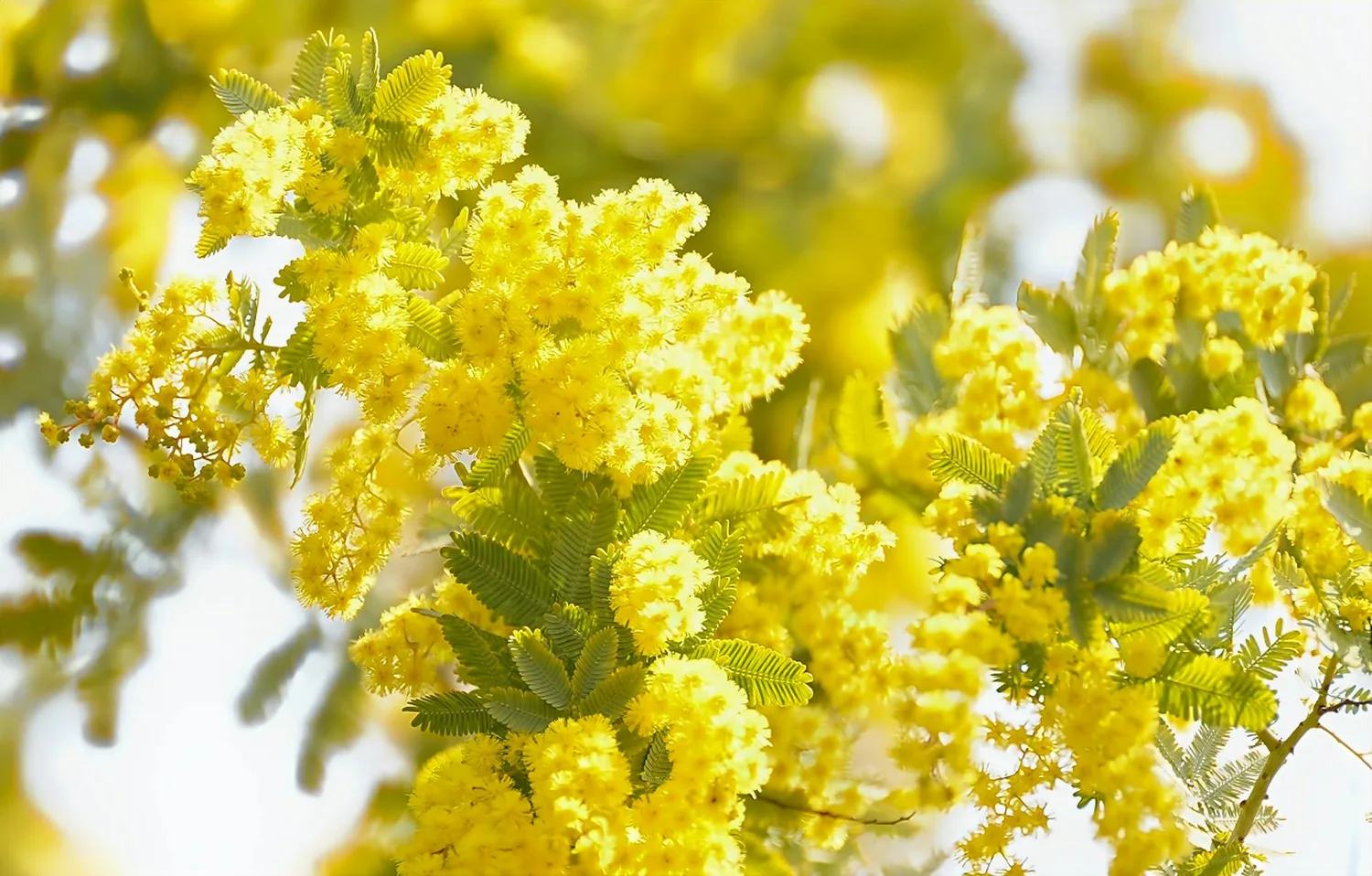 Bouturer le mimosa : 5 étapes pour multiplier votre arbre facilement