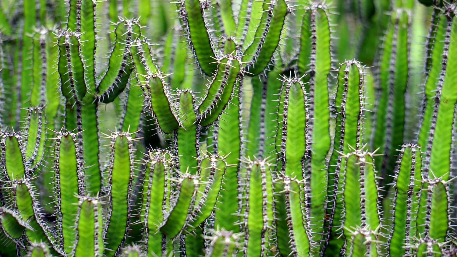 Terreau pour cactus : composition, recette DIY et erreurs à éviter