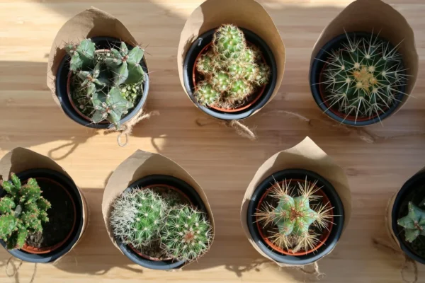 Cactus d’intérieur : 7 espèces parfaites et leurs secrets d’entretien
