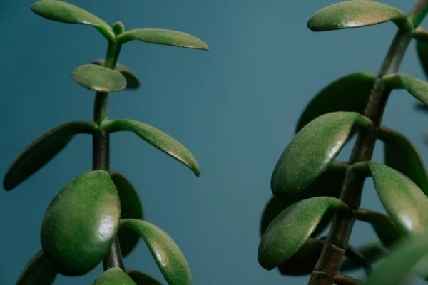 Bouturer un arbre de jade : méthodes, étapes et conseils de pro