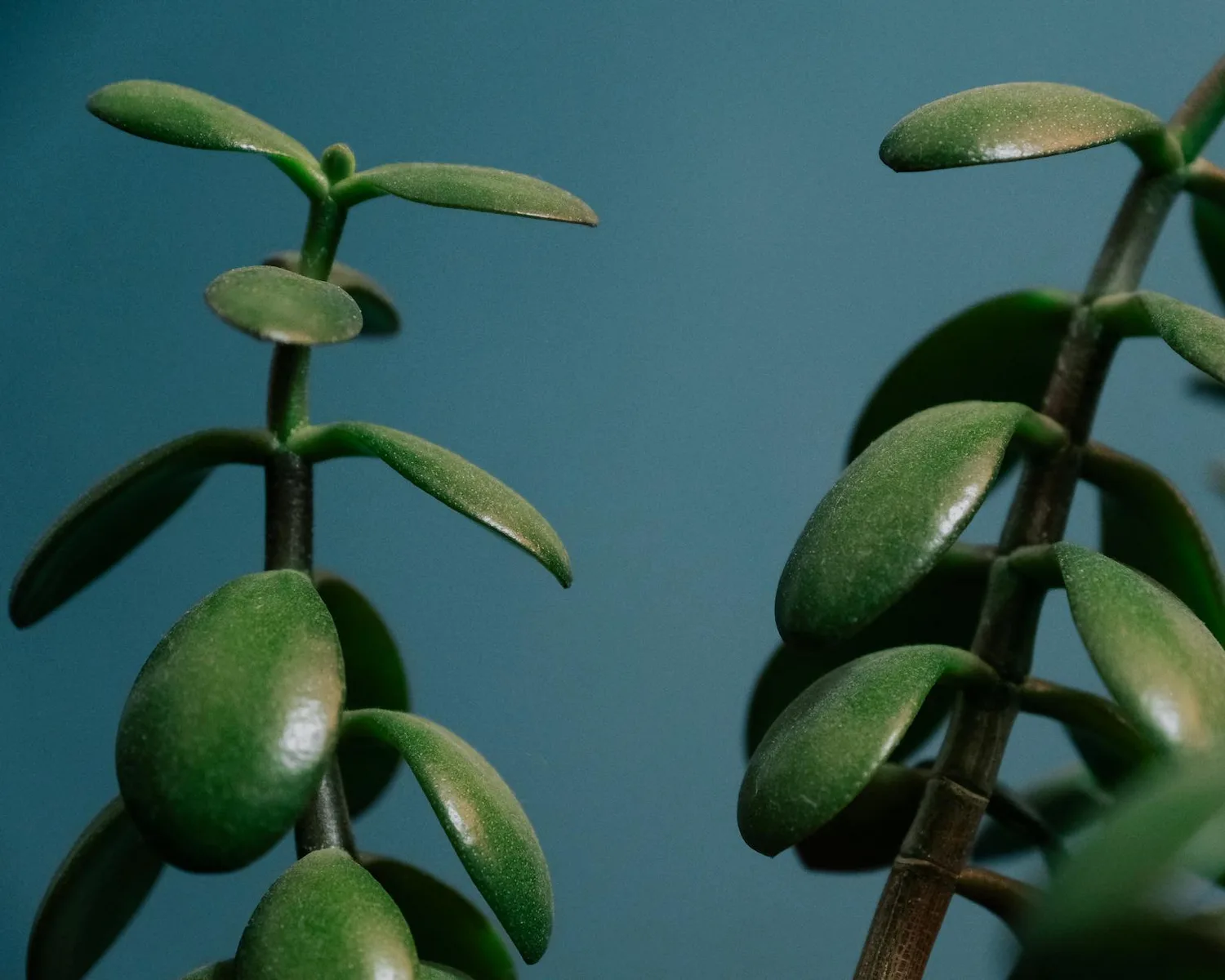 Bouturer un arbre de jade : méthodes, étapes et conseils de pro