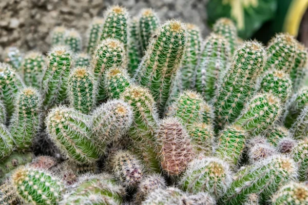 Cactus pour extérieur : 7 espèces rustiques qui résistent au froid