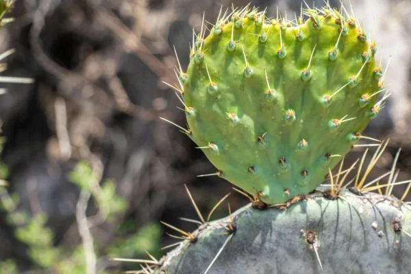 Cactus sans épines : 7 espèces douces à adopter chez soi