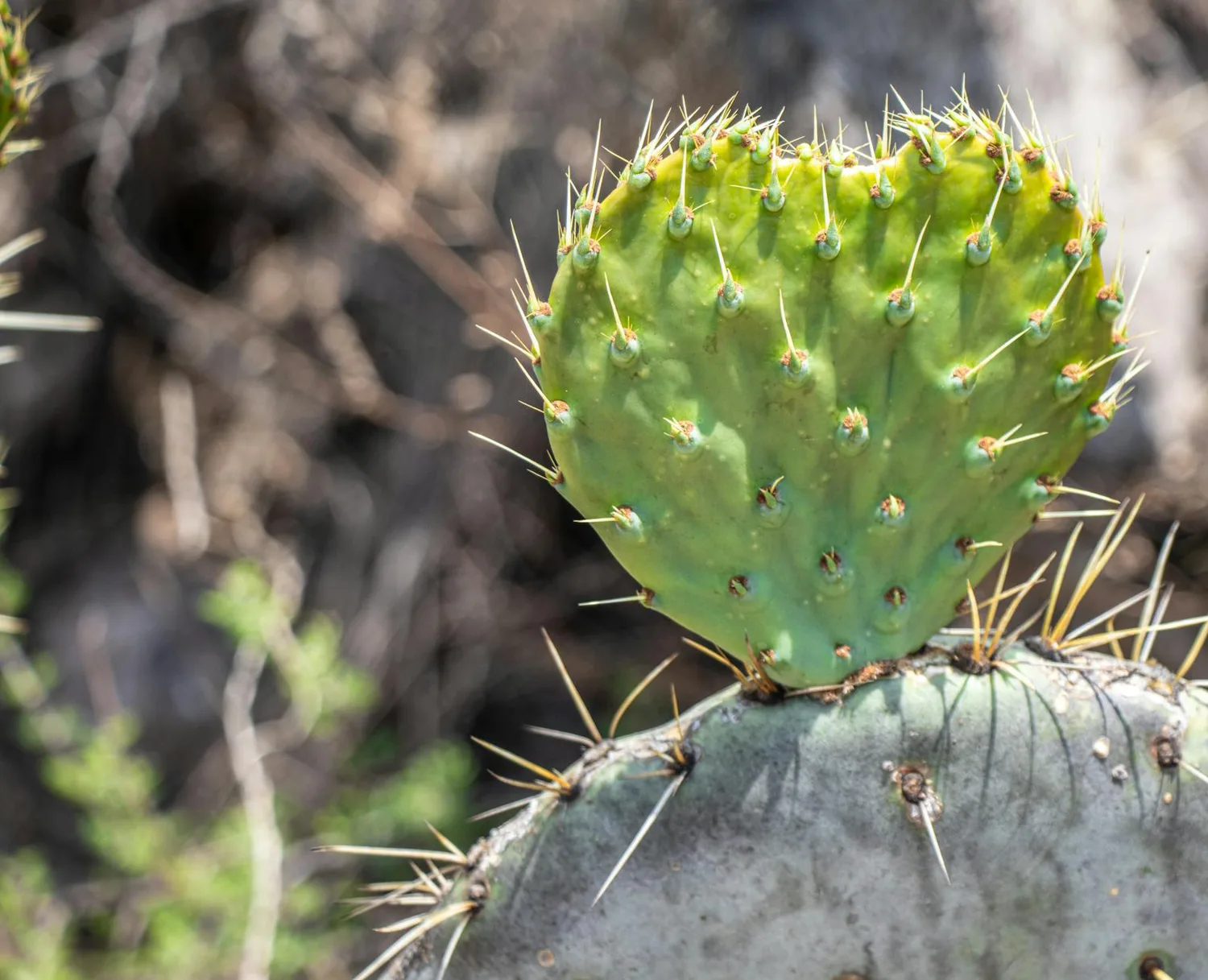 Cactus sans épines : 7 espèces douces à adopter chez soi