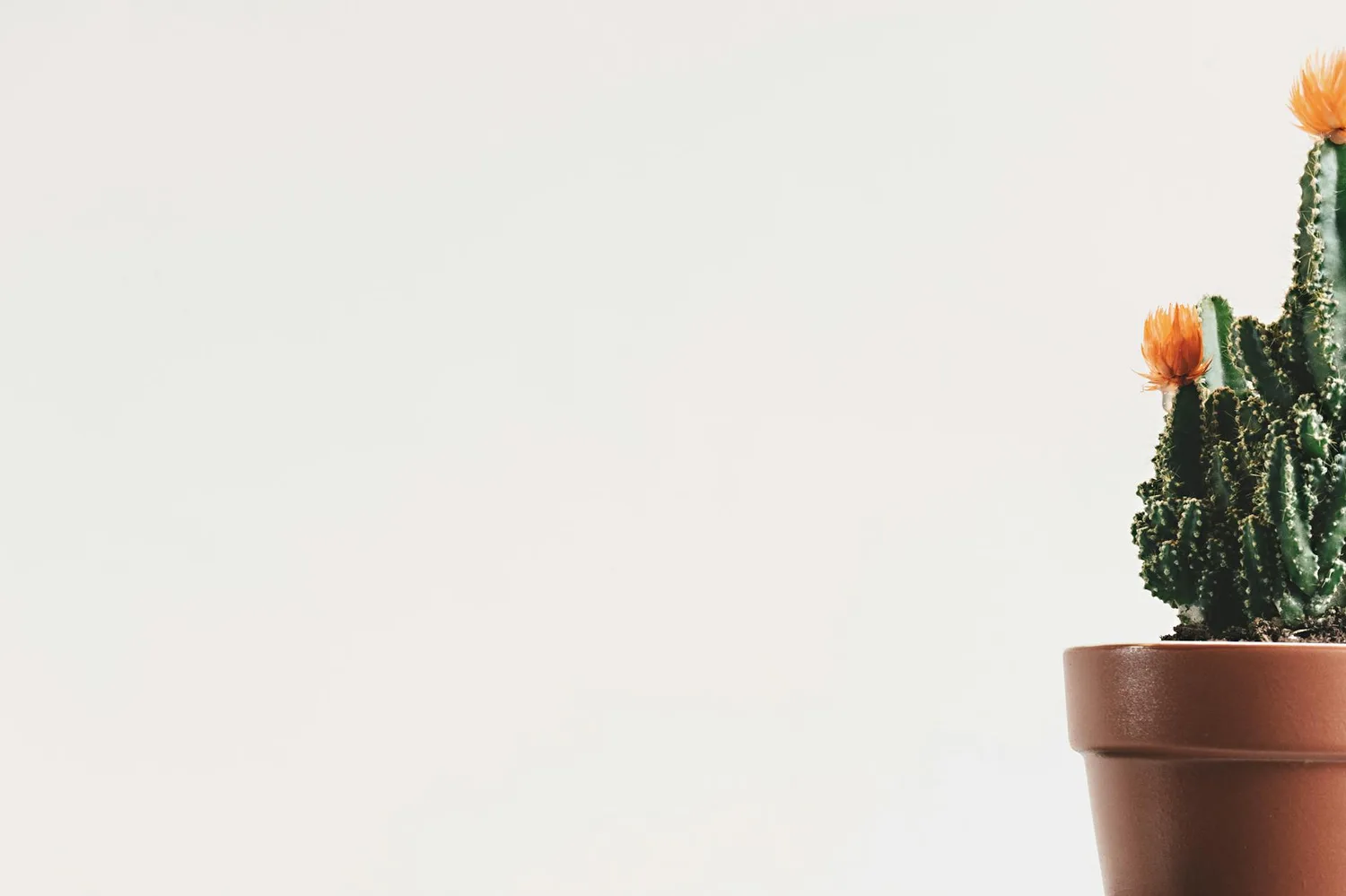 Cactus en fleur : comment déclencher et prolonger la floraison